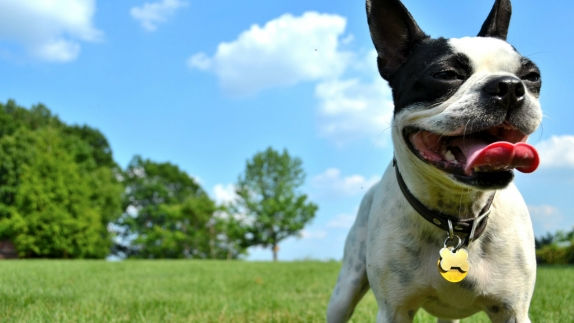 Pet Friendly Hotel Aloft Dallas Downtown Dallas Pet Friendly Hotel
